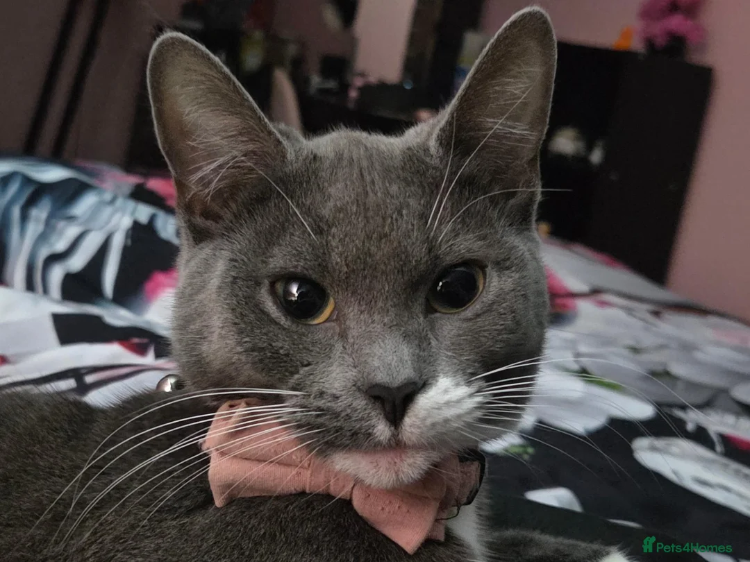 Mixed Breed cats for sale: White and grey mixed breed short haired female in Basingstoke - Advert 2