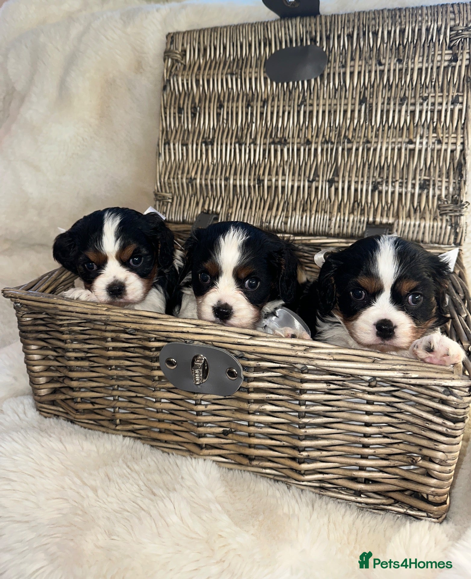 Cavalier King Charles Spaniel dogs King Charles cavalier puppies - Advert 3