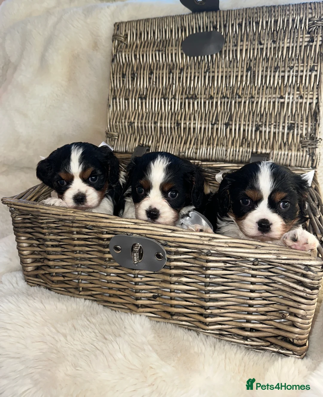 Cavalier King Charles Spaniel dogs for sale: King Charles cavalier puppies - Advert 1