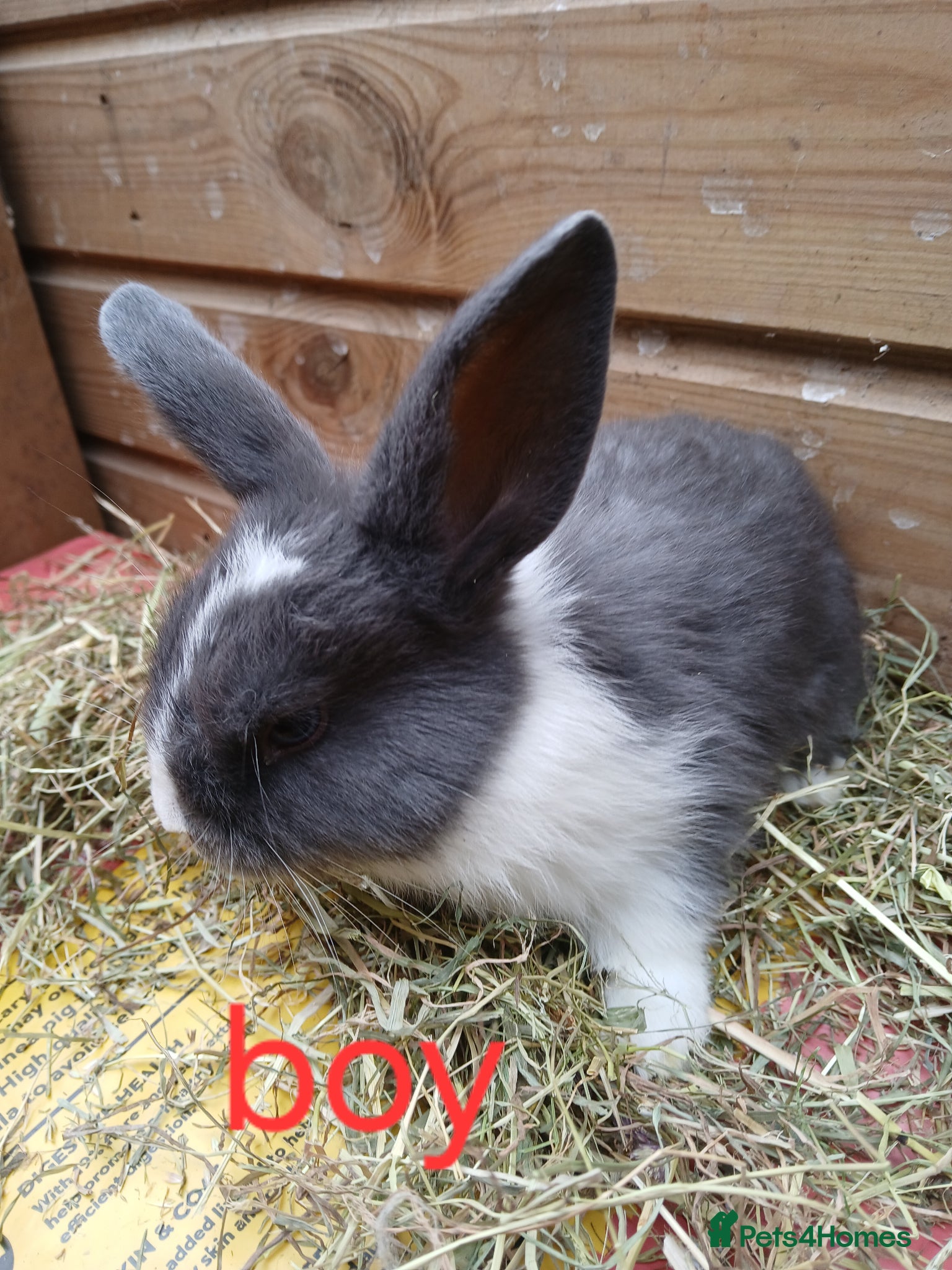 Mini Lop rabbits Mini lop bunnies (1 buck left) - Advert 6