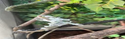 Chameleon reptiles for sale: True nosy be blue panther chameleon  in Reading - Advert 13