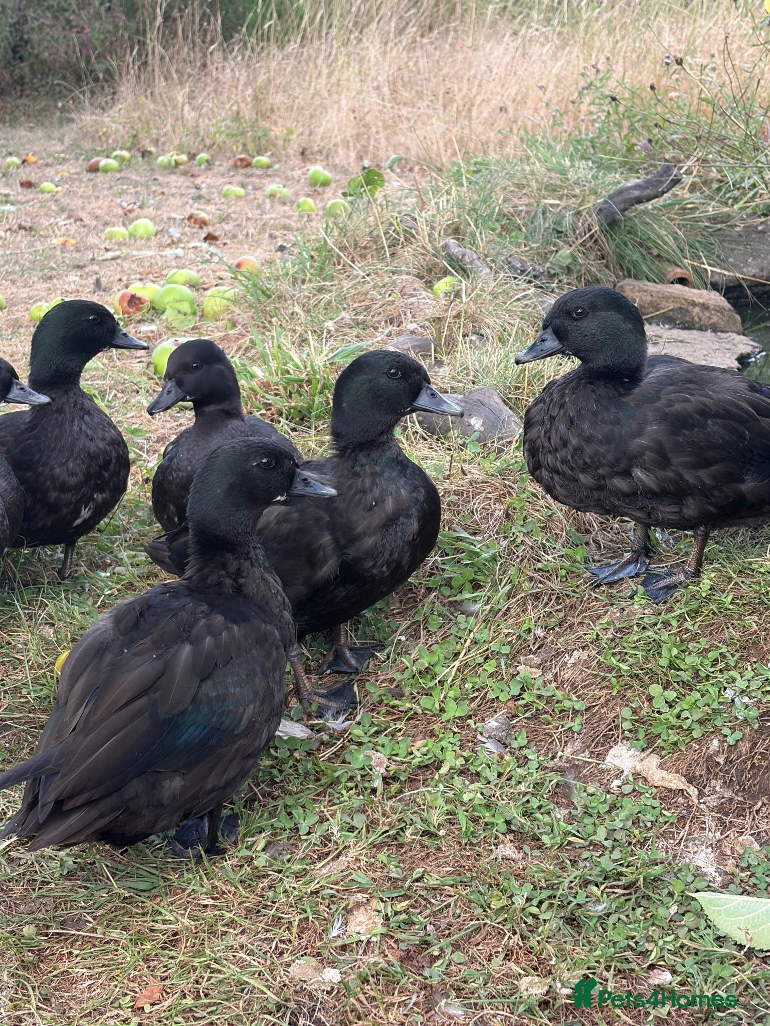 Ducks poultry Black Call duck drakes - Advert 1