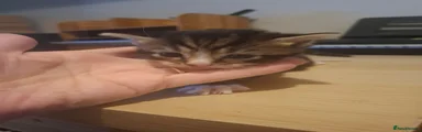 Tabby boy