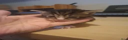 Mixed Breed cats for sale: Kittens looking for forever homes  - Advert 5
