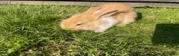 Mixed Breed rabbits for sale: Child friendly Mixed breed rabbits  - Advert 18