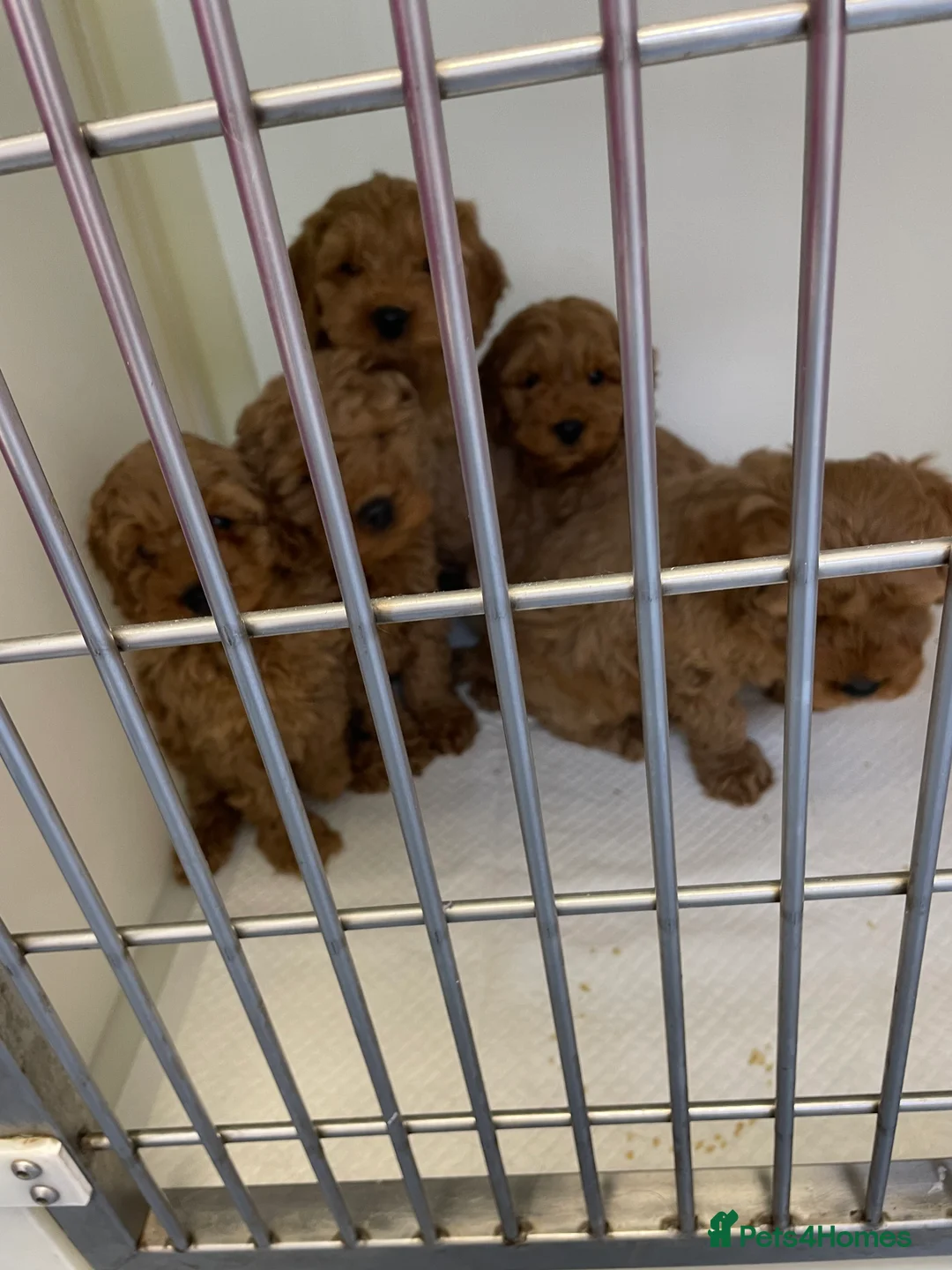 Cockapoo dogs for sale: Cockapoo pups - Advert 7
