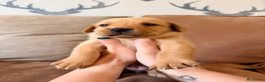 Labrador Retriever on collar female 