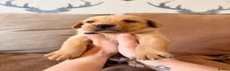 Labrador Retriever dogs for sale: Stunning fox red KC Labrador puppies  - Advert 3