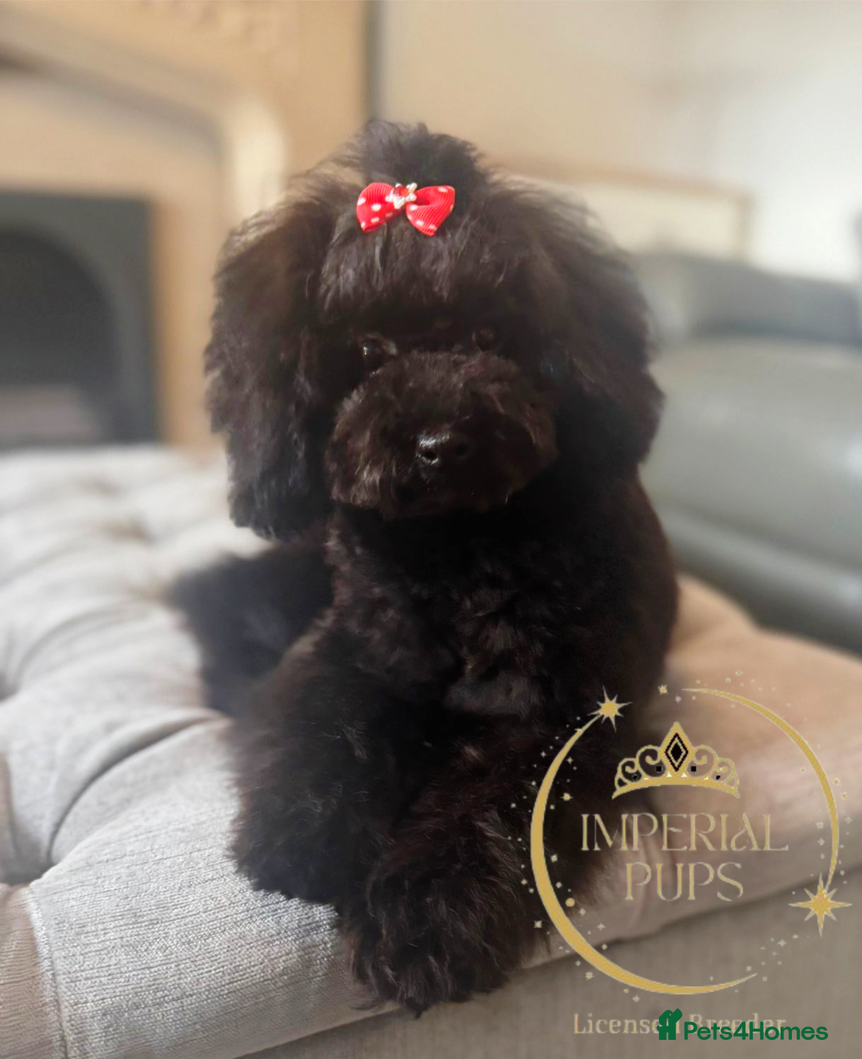 Toy Poodle dogs Asian toy poodle round eyes sable flat muzzle  - Advert 2