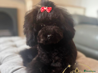 Toy Poodle dogs Asian toy poodle round eyes sable flat muzzle - Advert 1