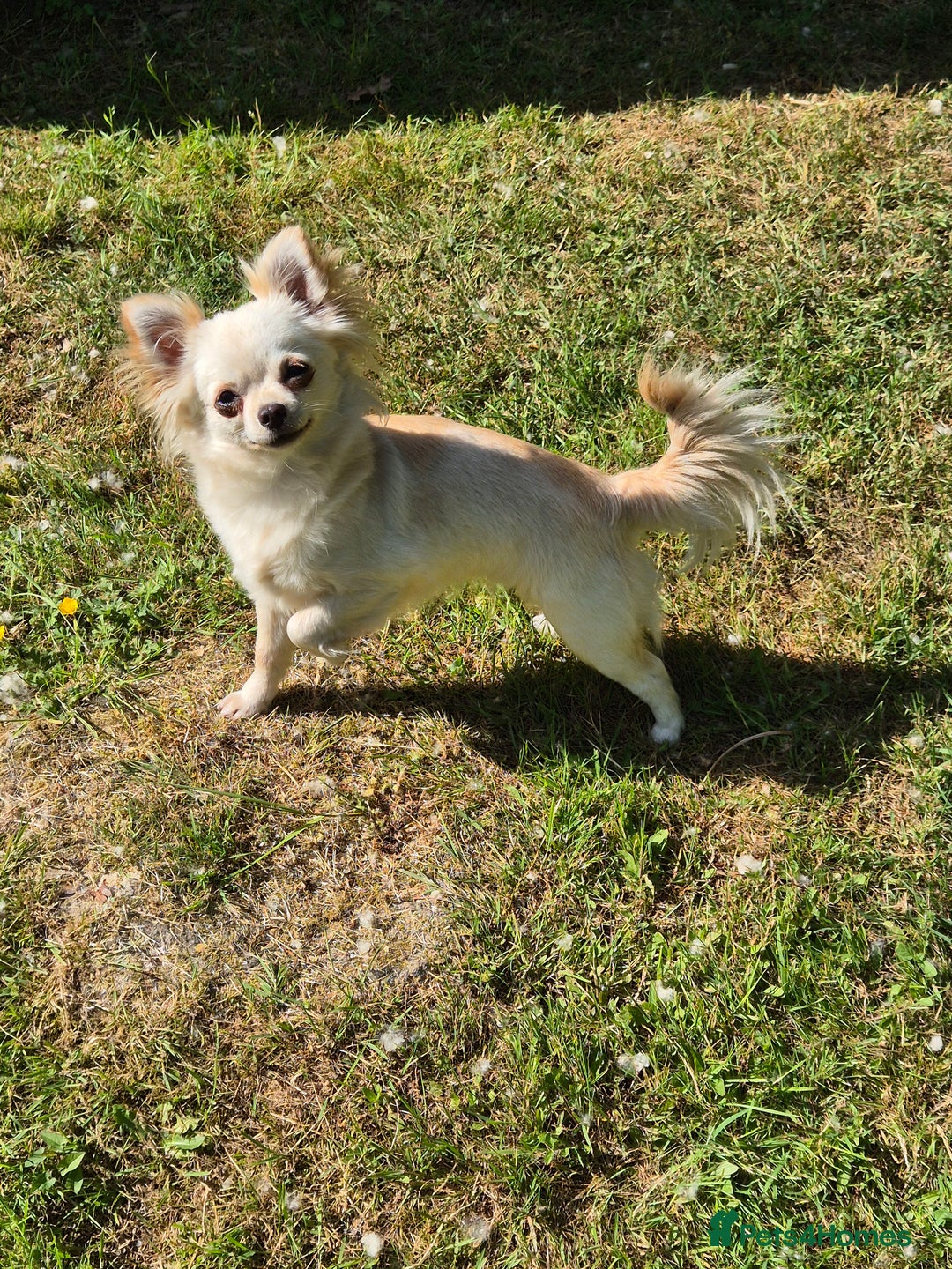 Chihuahua dogs for sale: Chihuahua puppies  - Image 20
