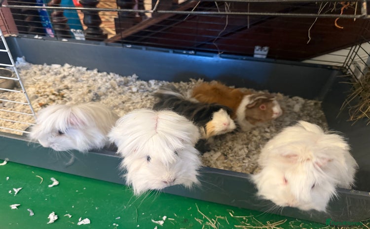 Guinea Pig rodents - Advert 1