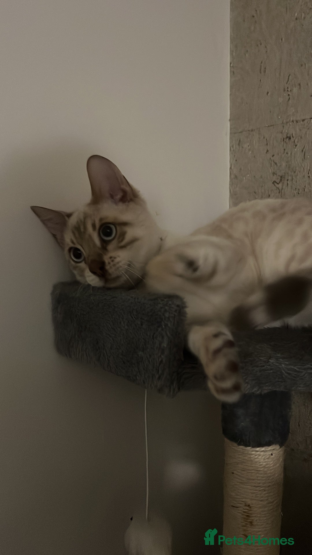 Bengal cats Wonderful Snow White bengal  - Advert 2