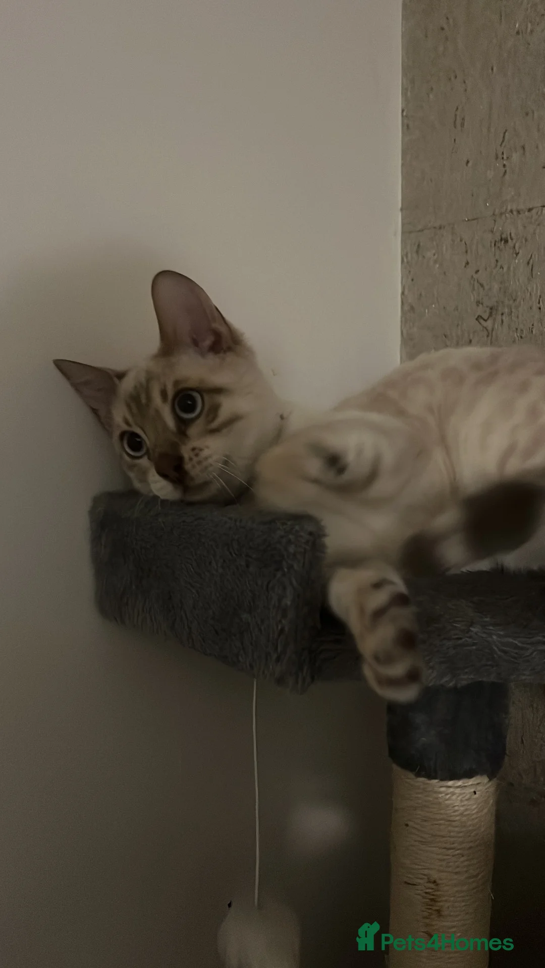 Bengal cats for sale: Wonderful Snow White bengal  in Bexleyheath - Advert 1