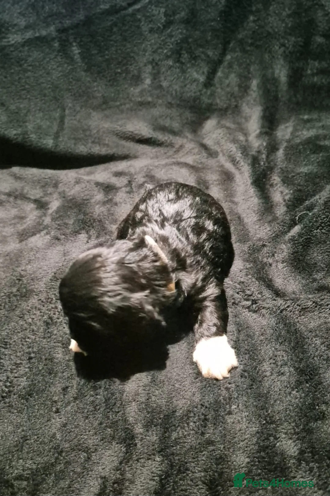 Cava Tzu dogs for sale: Cava-Tzu pups - Advert 10