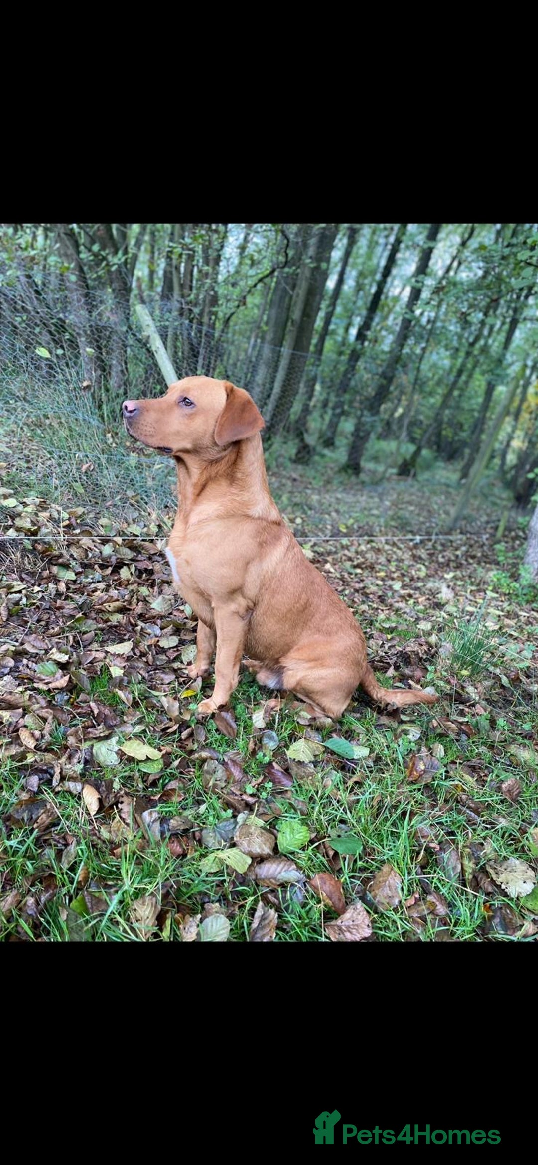 Labrador Retriever dogs for sale: Yellow and black lab pups  - Image 8