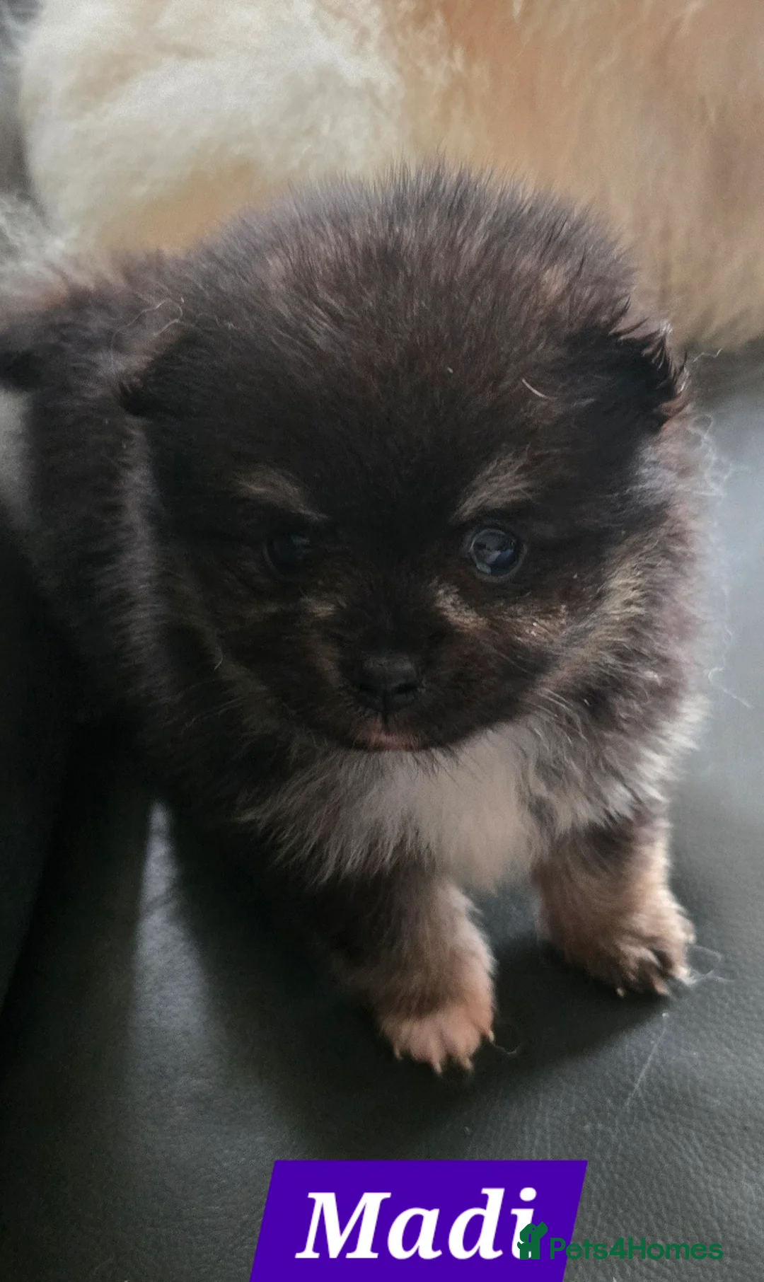 Pomeranian dogs for sale: Pretty Pomeranians  - Advert 10