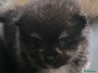 Pomeranian dogs Pretty Pomeranians - Advert 2