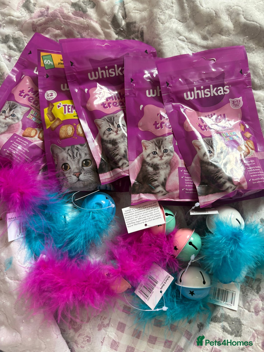 Ragamese cats for sale: Ragamese - Ragdoll x Siamese adorable kittens  - Image 15