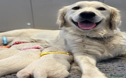 Golden Retriever dogs for sale: Cream Golden Retriever Puppies  - Image 1