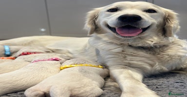 Golden Retriever dogs - Advert 4