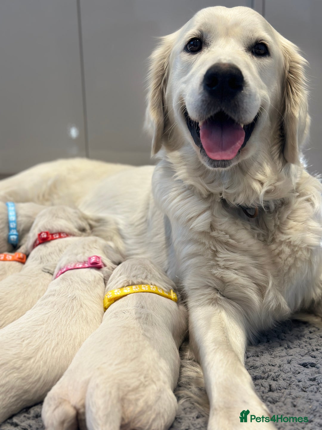 Golden Retriever dogs for sale: Cream Golden Retriever Puppies  - Image 1