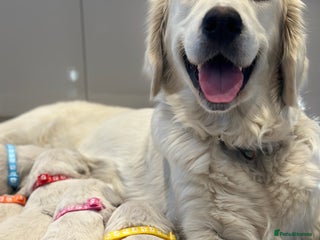 Golden Retriever dogs - Advert 5