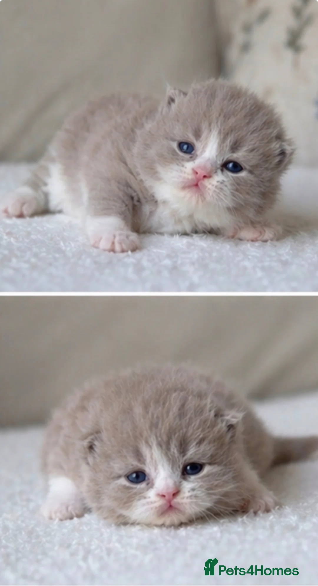 British Shorthair cats for sale: 🐾Stunning kittens 🐾 - Advert 15