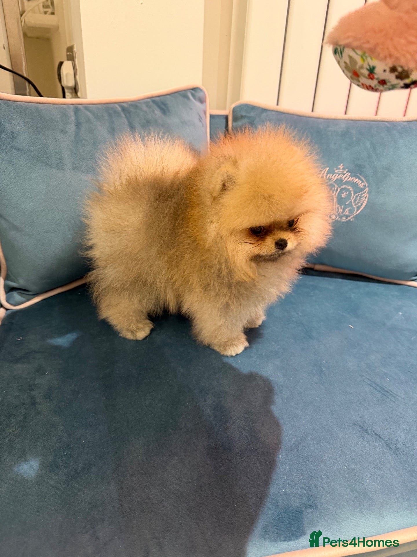 Pomeranian dogs for sale: Micro size teddy  face  - Advert 1