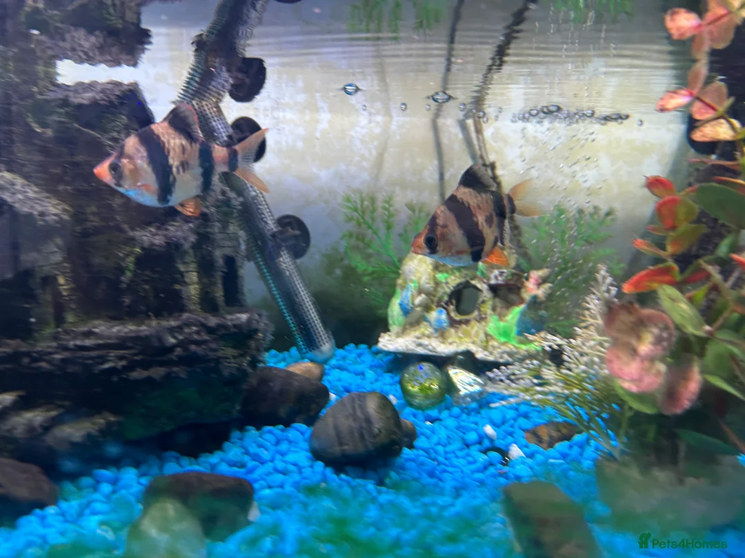 Loaches fish for sale: A collection of fish - Advert 4