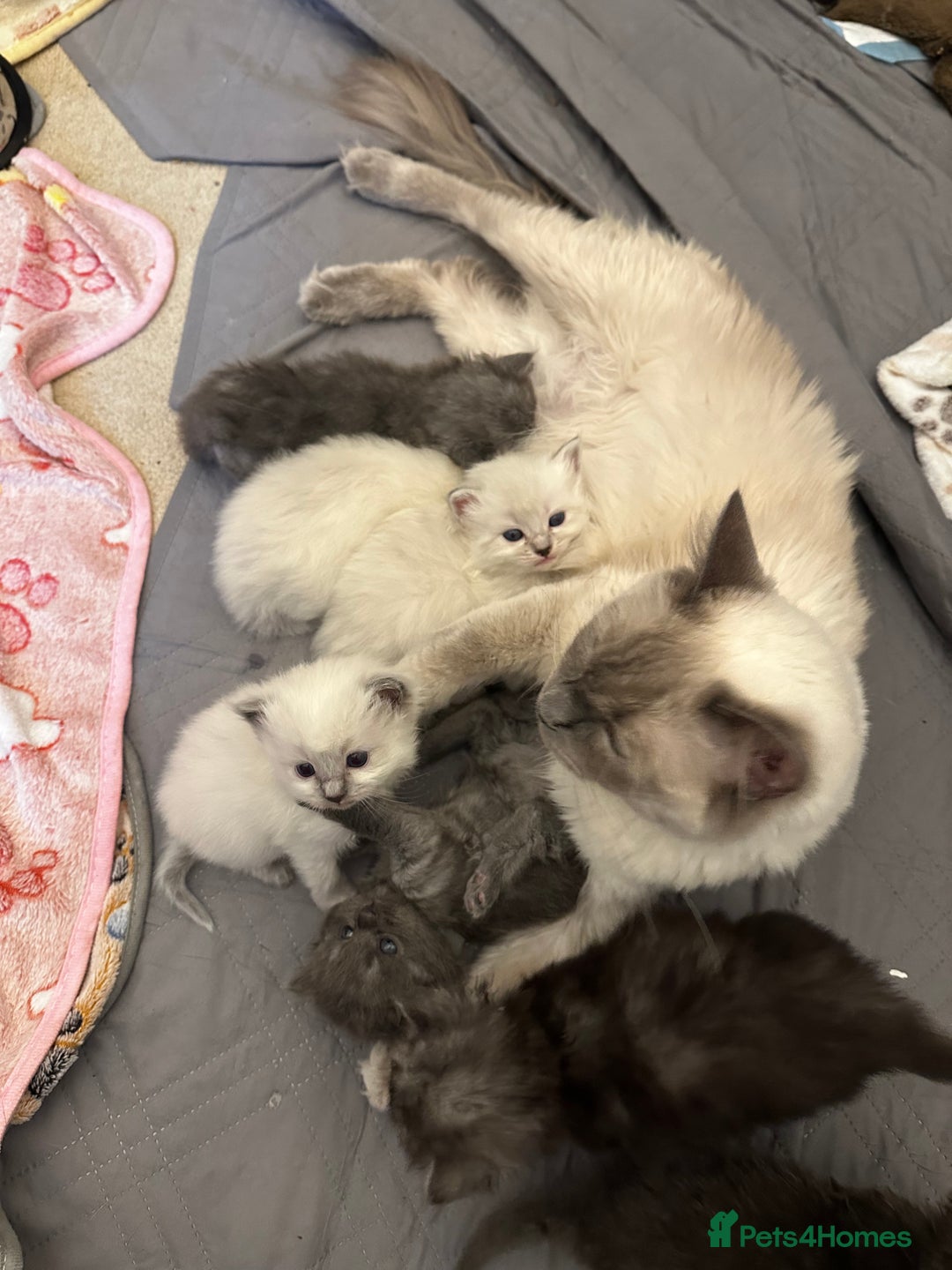 Perdoll cats for sale: PERDOLL KITTENS FOR SALE - Advert 3