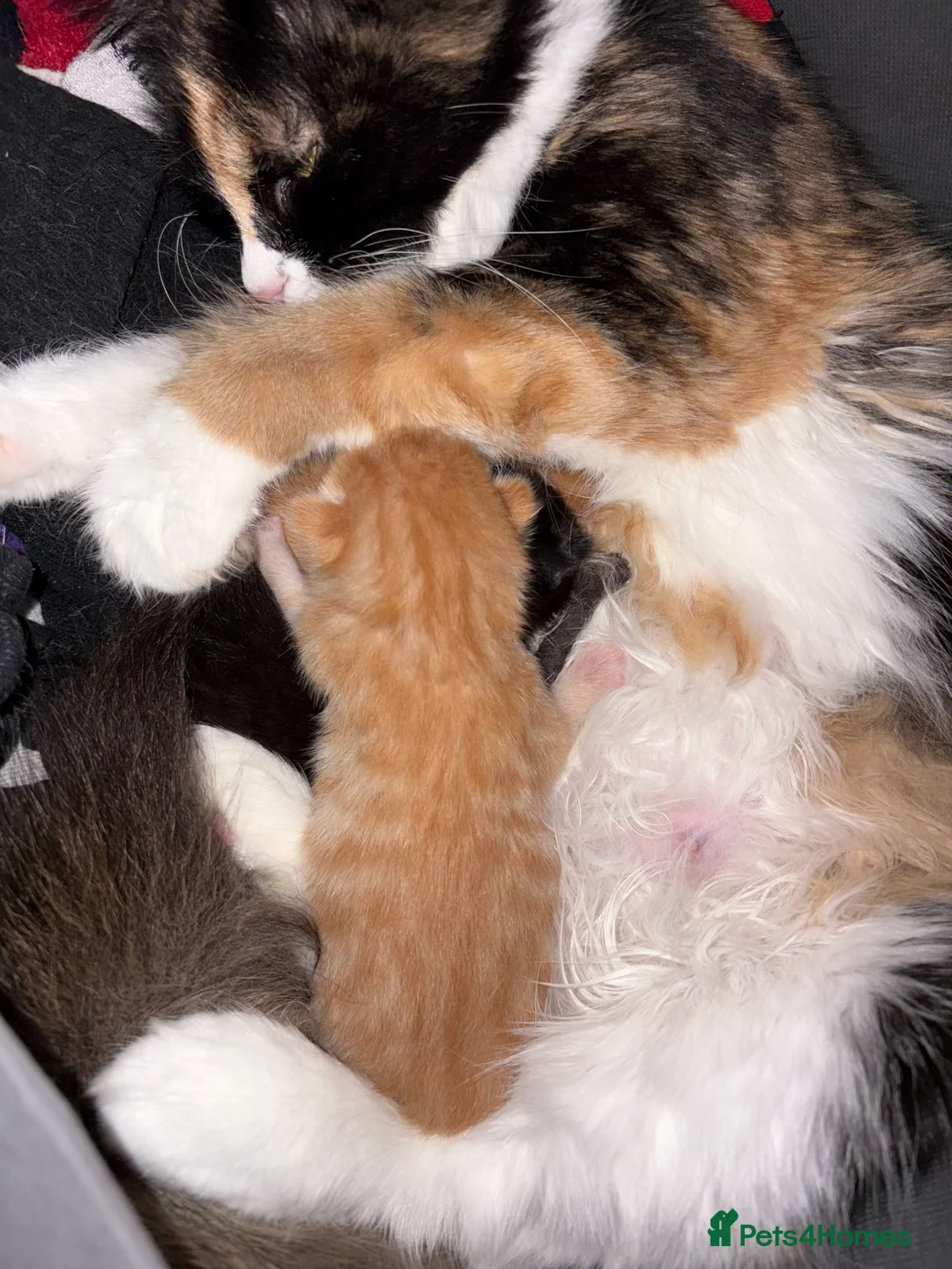 Mixed Breed cats for sale: Rare ginger girl in Welwyn Garden City - Advert 2