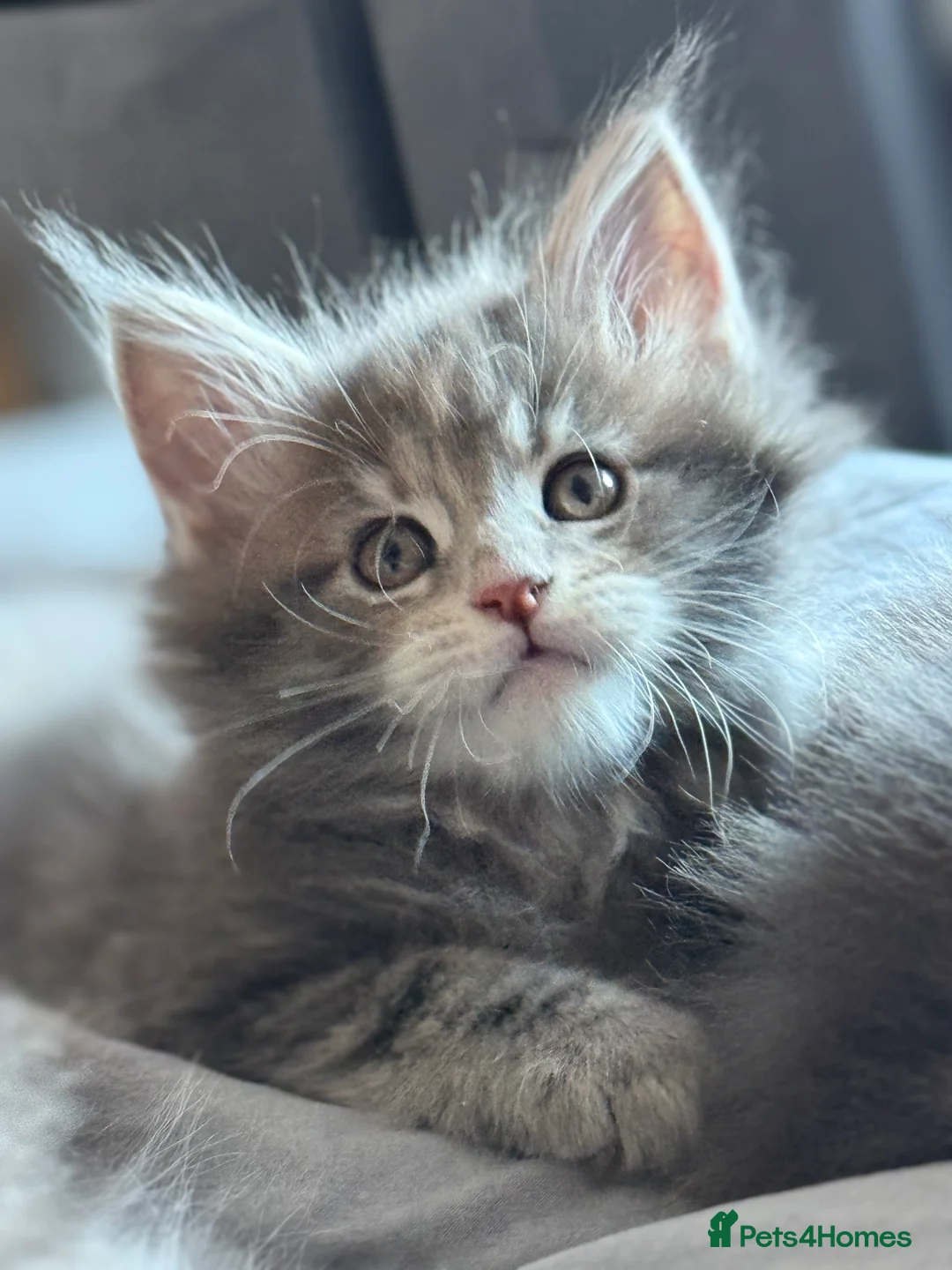 Maine Coon cats for sale: Beautiful GCCF registered Maine coon Kittens  - Advert 15