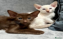Oriental cats for sale: Oriental and Siamese kittens GCCF reg - Image 3