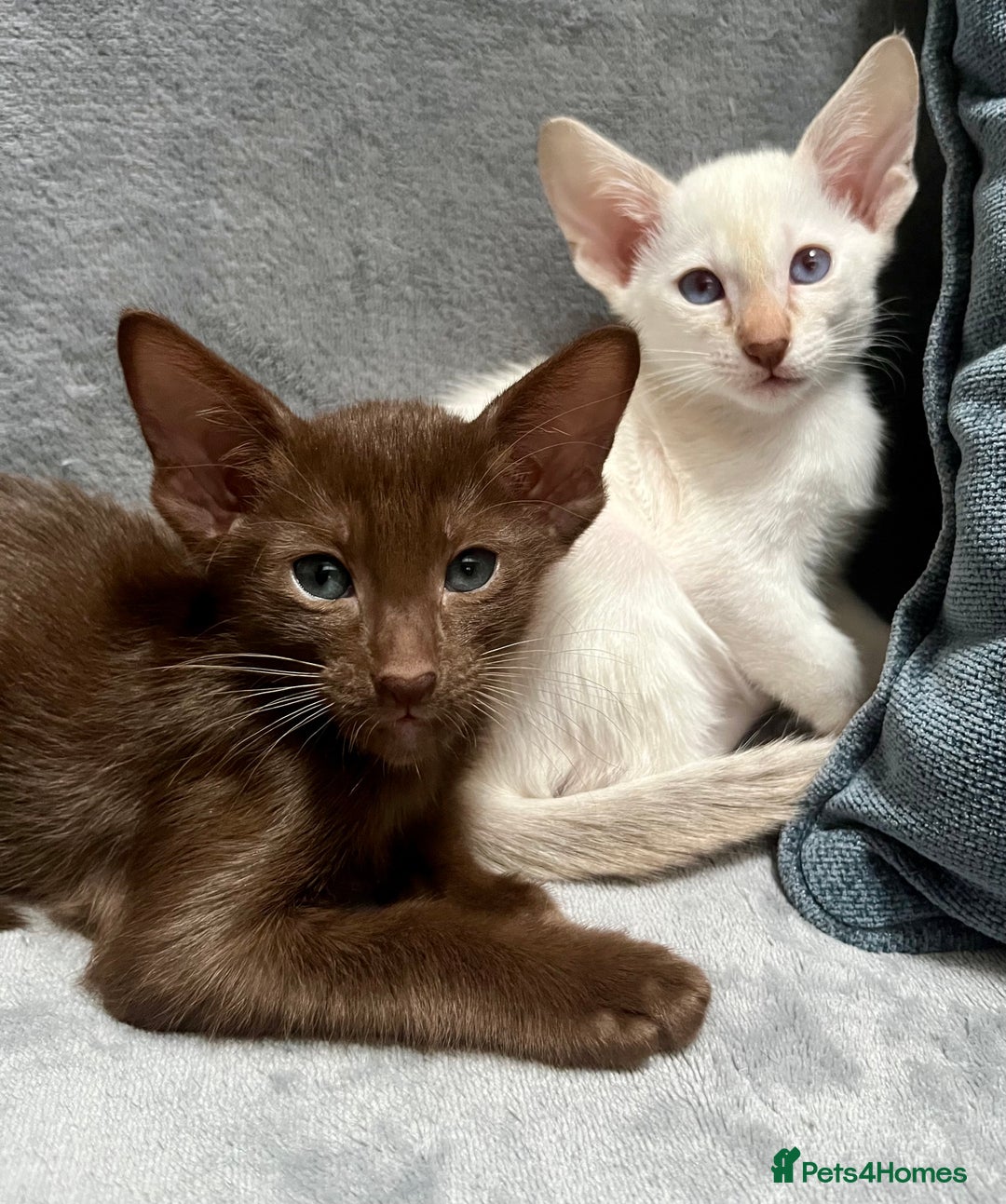 Oriental cats for sale: Oriental and Siamese kittens GCCF reg - Image 3