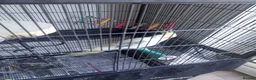 Cockatiels birds for sale: Rehoming my two cockatiels cage included for £300 in Sandy - Advert 5