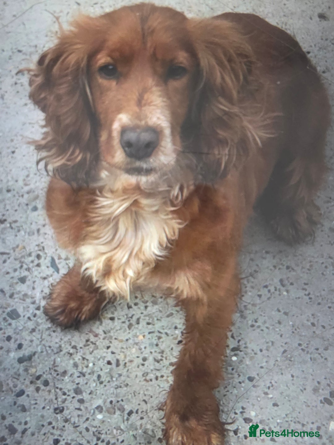 Cocker Spaniel dogs for sale: Cocker spaniel puppy's for sale  - Image 13