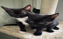 Mixed Breed cats for sale: 4 Female Ghost Tabby’s For Sale - Image 6