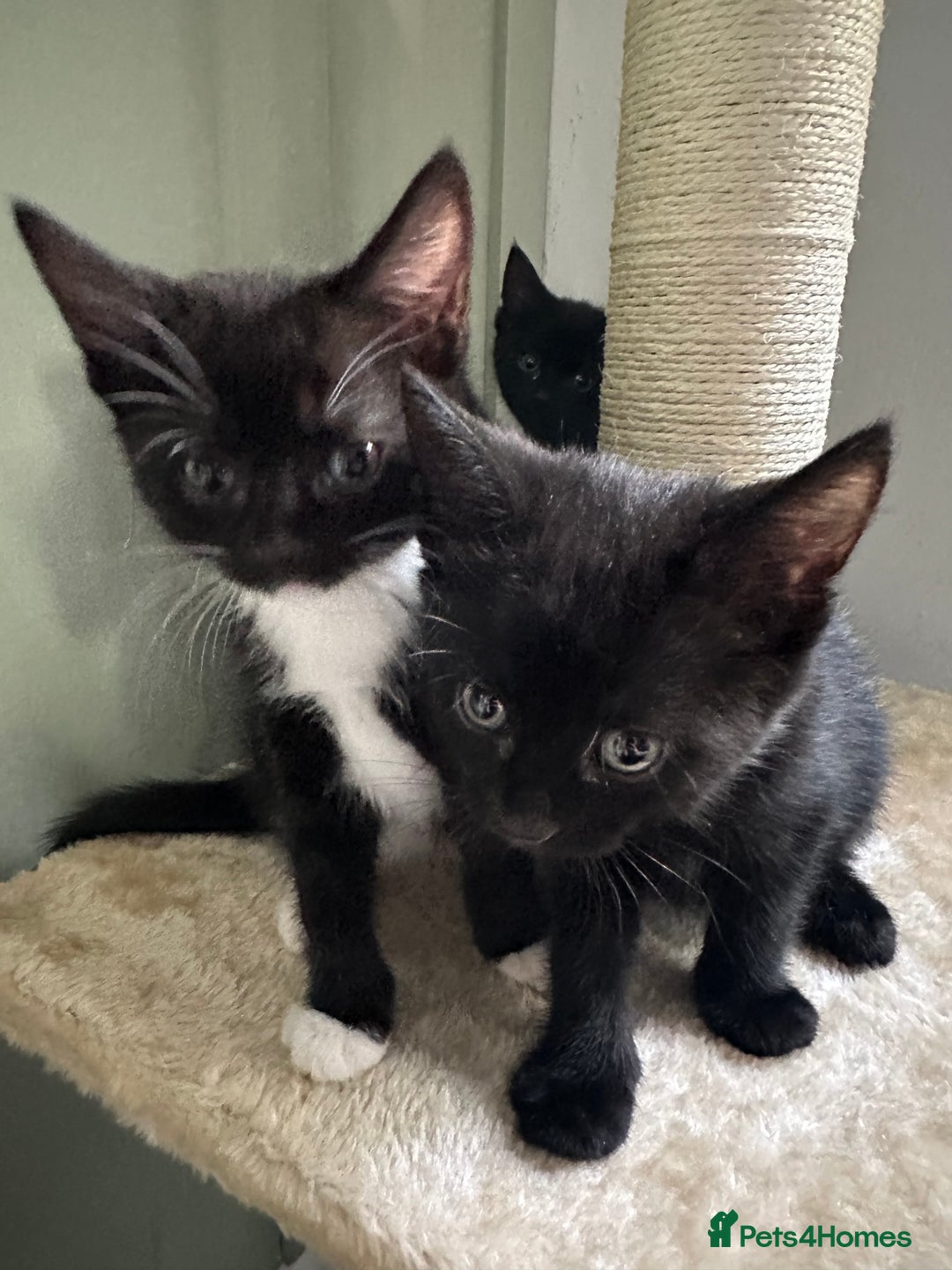 Mixed Breed cats for sale: 4 Female Ghost Tabby’s For Sale - Image 6