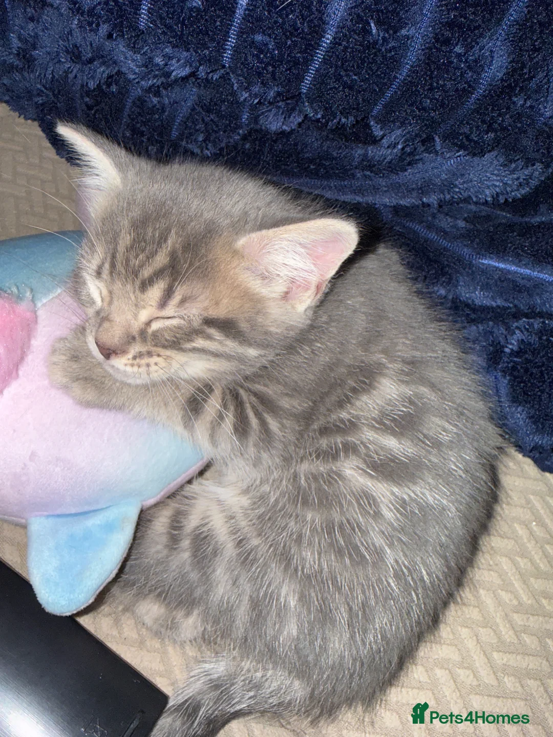 Mixed Breed cats for sale: Bengal Cross Boy Kittens Ready for loving homes - Advert 13