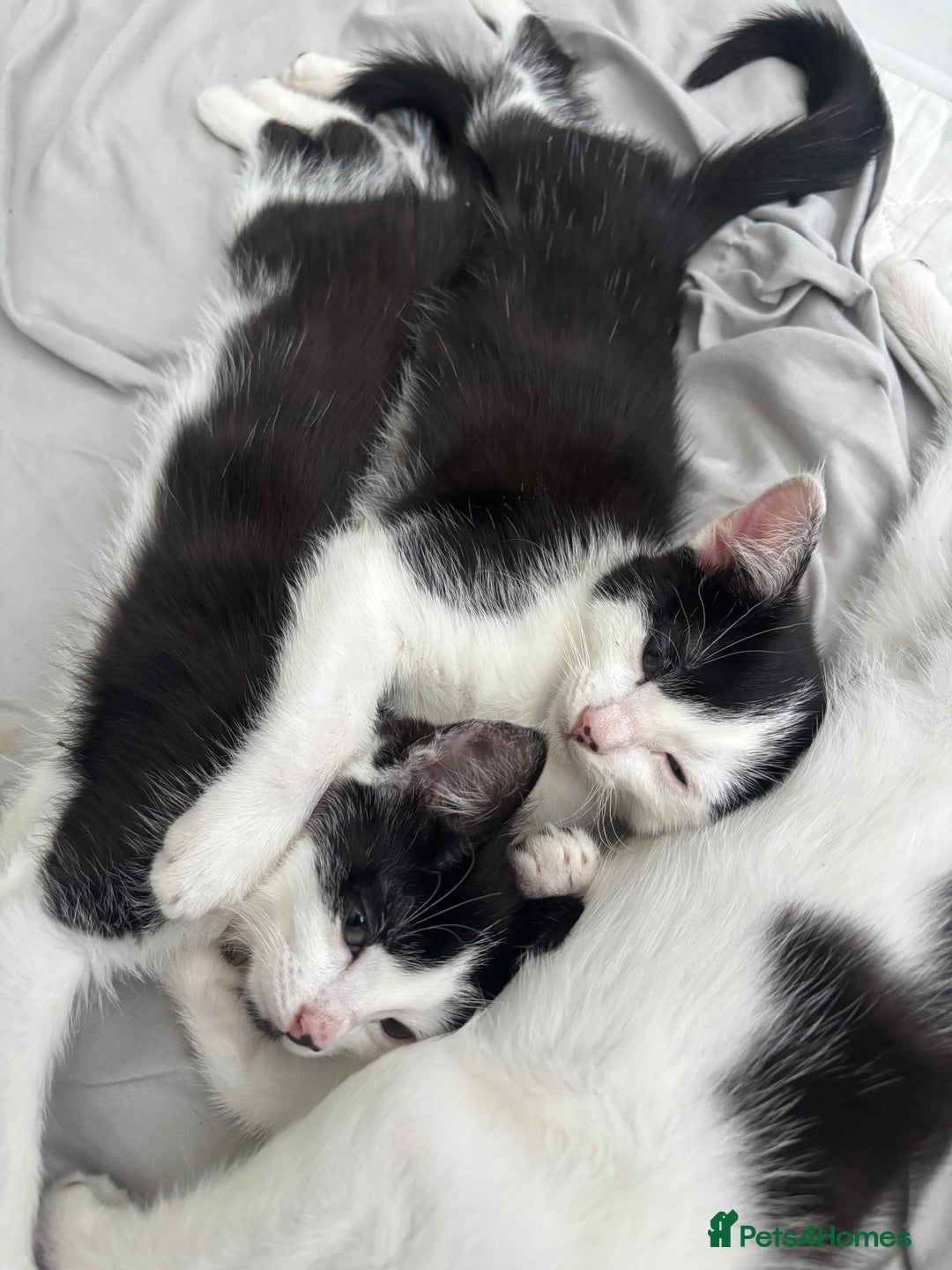 Mixed Breed cats for sale: Beautiful female kittens - Advert 5