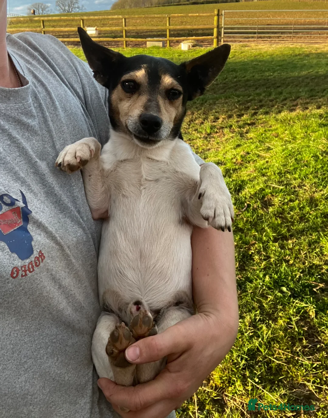 Jack Russell dogs for sale: Mini Jack Russell  - Advert 1