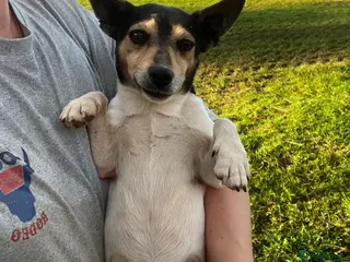 Jack Russell dogs Mini Jack Russell - Advert 1