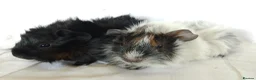Guinea Pig rodents for sale: Pair of lovely Guinea pig sisters for sale - Advert 5