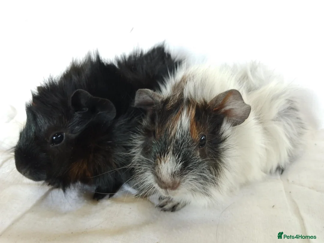 Guinea Pig rodents for sale: Pair of lovely Guinea pig sisters for sale - Advert 5