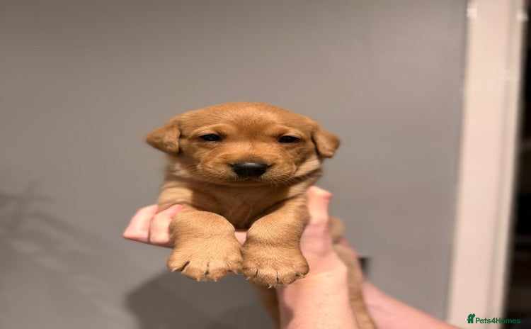 Labrador Retriever dogs - Advert 1