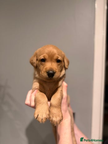 Labrador Retriever dogs - Advert 1