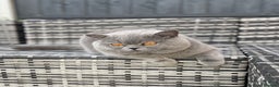 British Shorthair cats for sale: Neutered male  - Advert 2