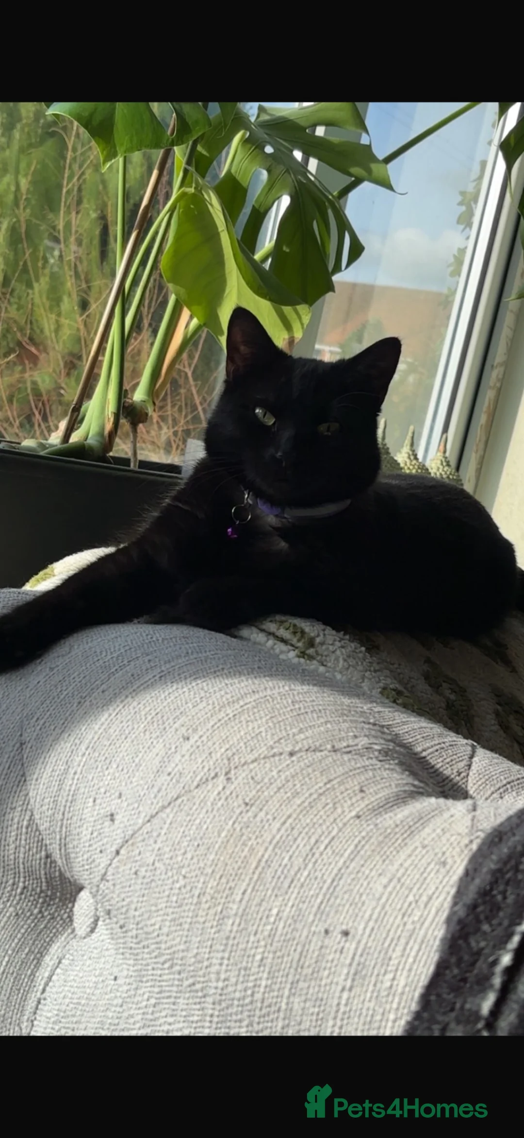 Mixed Breed cats for sale: Kittens for sale in Banbury - Advert 1