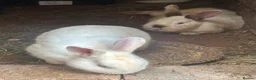 Mixed Breed rabbits for sale: 3 rabbits with babies  - Advert 2